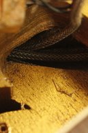 1955 Gibson Les Paul Goldtop